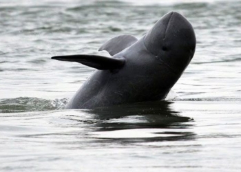 rare and endangered species in the mekong river 24 7 police protection with ocean giant satellites 138143