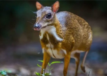 rare animal species holding world record in vietnam looks like a small deer 130748 2