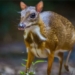 rare animal species holding world record in vietnam looks like a small deer 130748