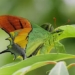 rare endangered insects at risk of extinction in vietnam 137871