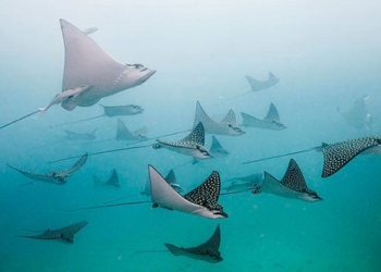 rare fish species in tien giang among plentiful starfish at sea is extremely lucky 136414