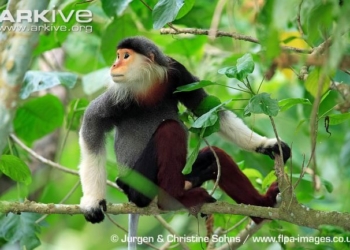 rare monkeys in vietnam 40682