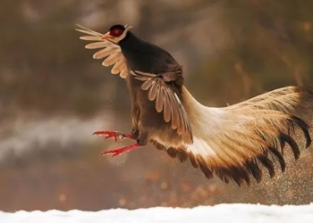 rare unique chicken breeds found only in china 137368