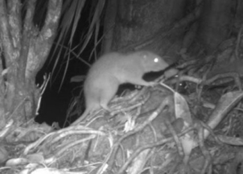 rat infestation on solomon island may need coconut shell 131178