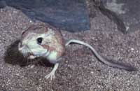 rata canguro