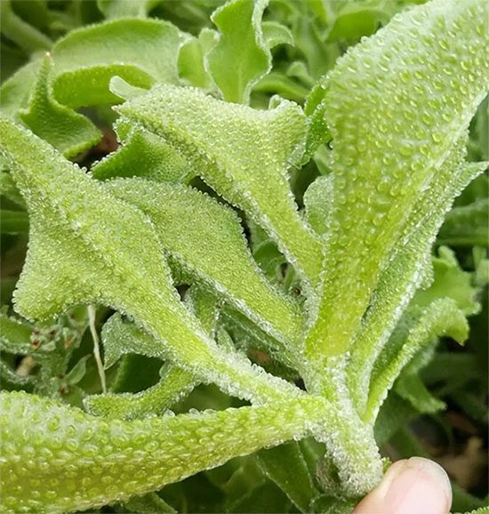 The small crystals on the stems and leaves of snow flower vegetable.