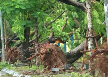 reasons for massive greenery in hanoi after storm 3 yagi 136596