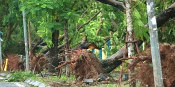 reasons for massive greenery in hanoi after storm 3 yagi 136596