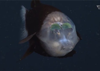 recording rare scenery of fish catching in transparent water at depth of 800m 117690