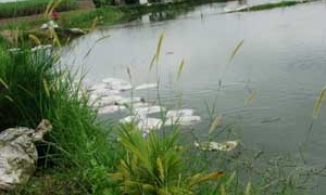 repeating the situation of remote subsidence long ho tri an 1738