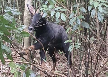 rescue son duong dinh bay in the deep forest 137300