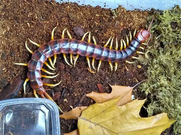 A white-legged Scolopendra gigantea specimen.