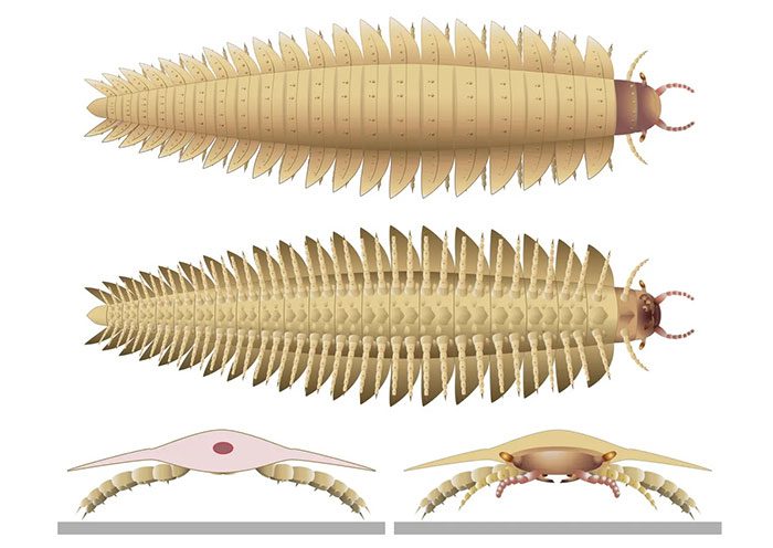 The bodies of the monster centipedes could reach lengths of up to 2.6 meters