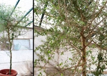 reviving ancient tree species from 1 000 year old seeds 136943