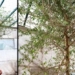 reviving ancient tree species from 1 000 year old seeds 136943