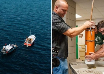 reviving barley seeds from the wreck of ship 145 years old to make sake 138035