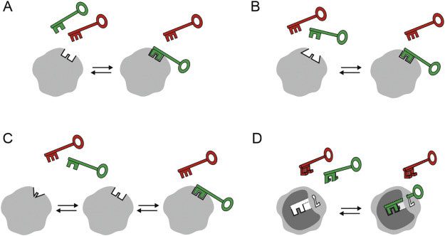 Covid infection causes the body to produce a special type of monocyte.