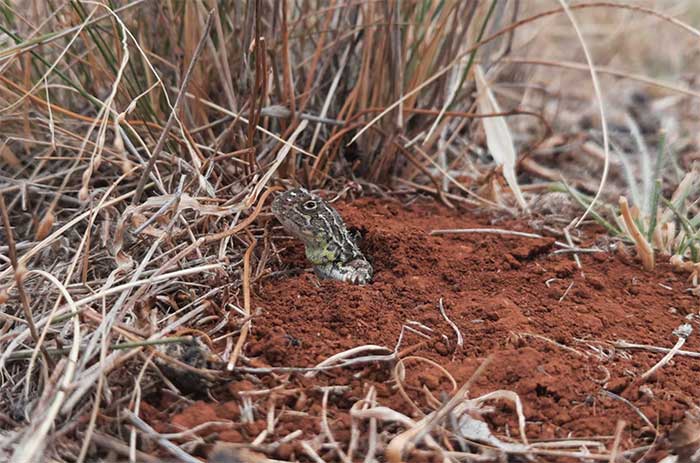 Tympanocryptis pinguicolla is currently listed as an Endangered species on the IUCN Red List.