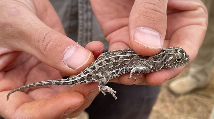 The earless dragon Tympanocryptis pinguicolla.