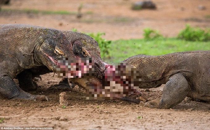 Three Komodo dragons fighting over pieces of meat from a deer they had previously taken down.