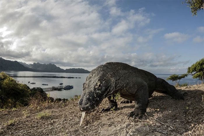 Komodo dragons may appear bulky, but they can run very quickly