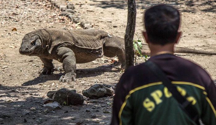 Most frighteningly, the Komodo dragon has a very powerful bite