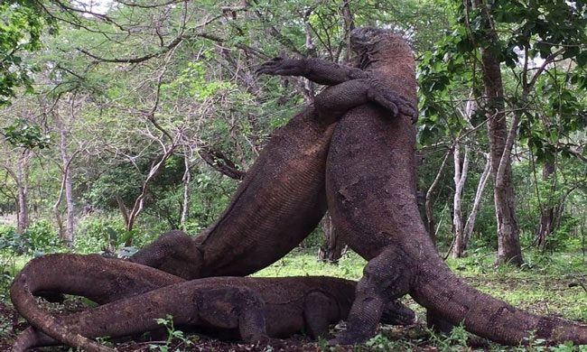 At the end of the battle, the largest Komodo dragon emerged victorious