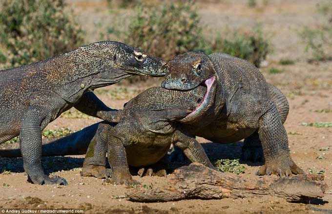 A Komodo dragon appears to be biting the head of another.