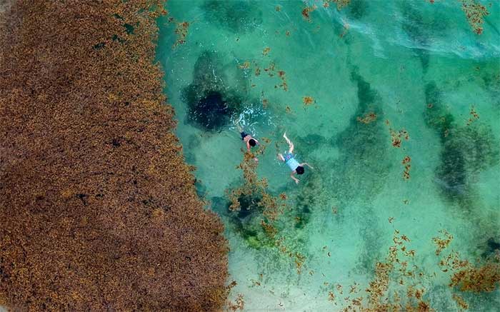 Sargassum covers a beach.