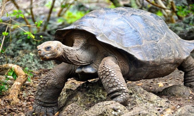 Galapagos Giant Tortoise.