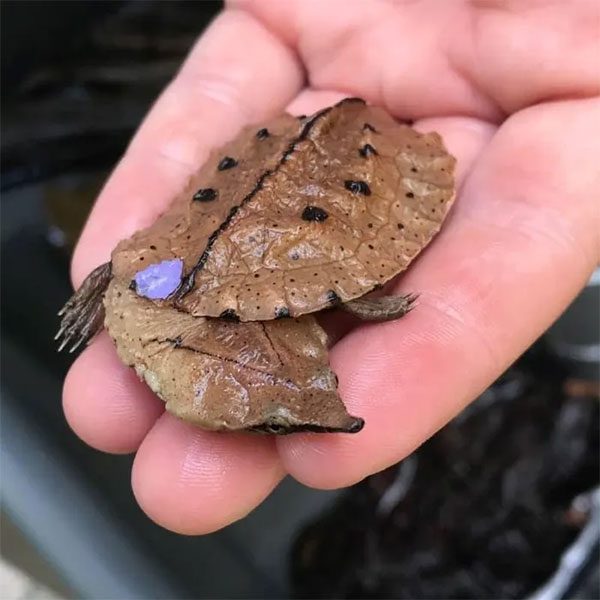 Male Mata Mata turtles have longer and wider tails than females.