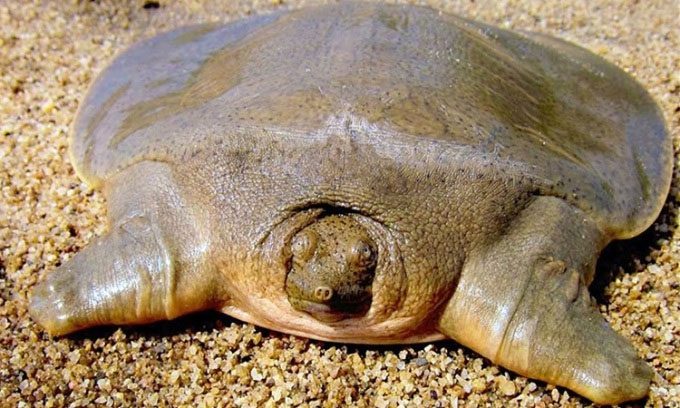 The Asian Giant Softshell Turtle is extremely rare.