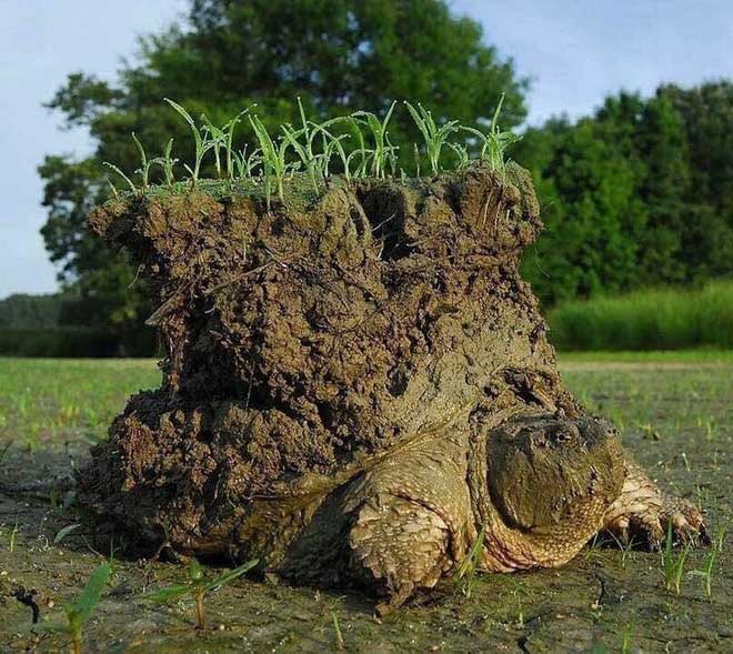 A turtle waking up after a long hibernation