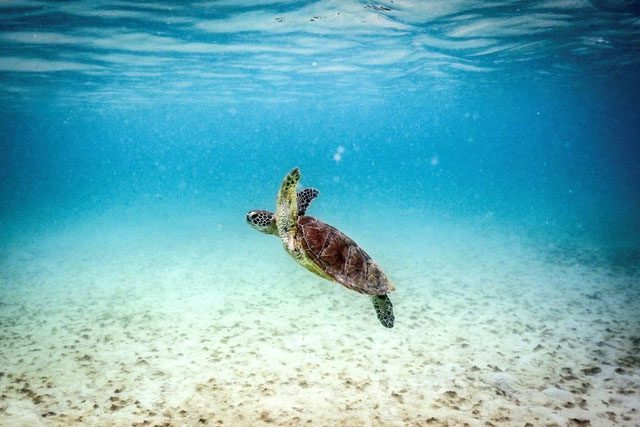 A green turtle swimming through a bleached coral reef at Lizard Island