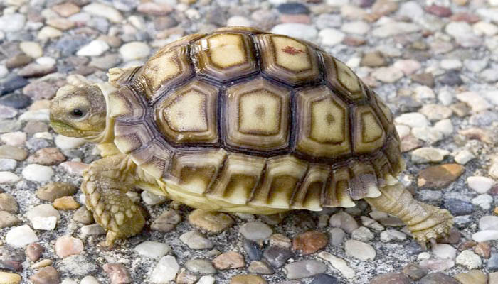 13 facts about turtles that few know