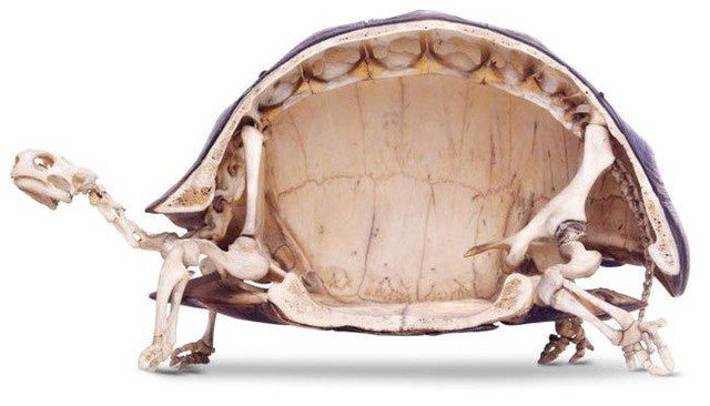 13 facts about turtles that few know