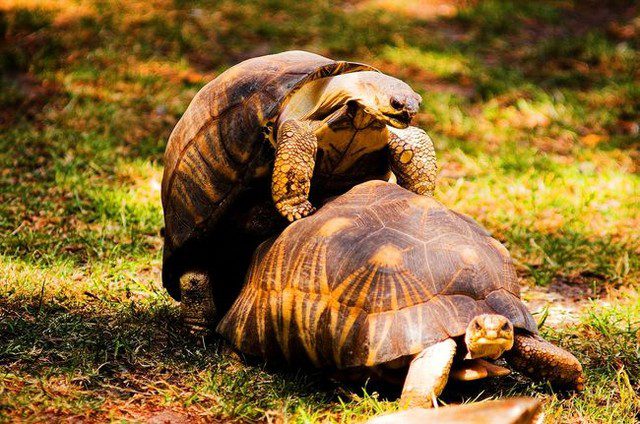 13 facts about turtles that few know