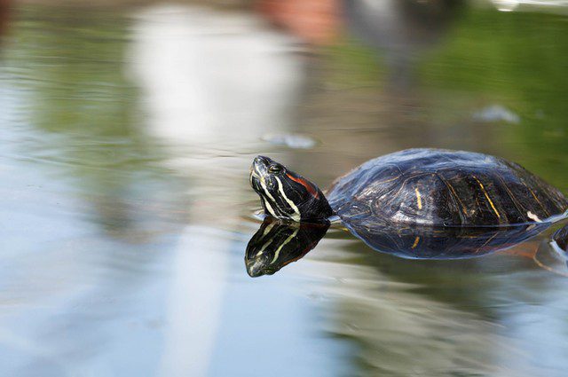 13 facts about turtles that few know