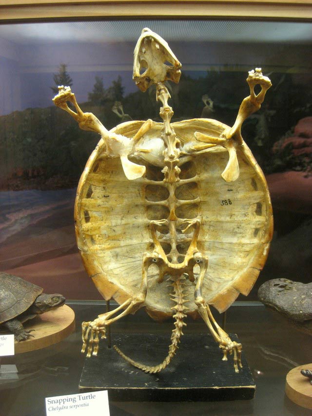 13 facts about turtles that few know