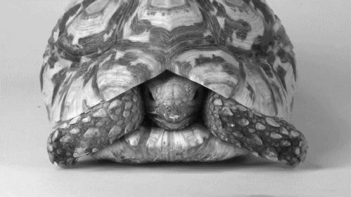 13 facts about turtles that few know