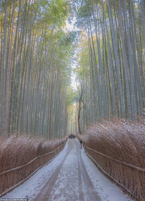 Arashiyama Bamboo Grove