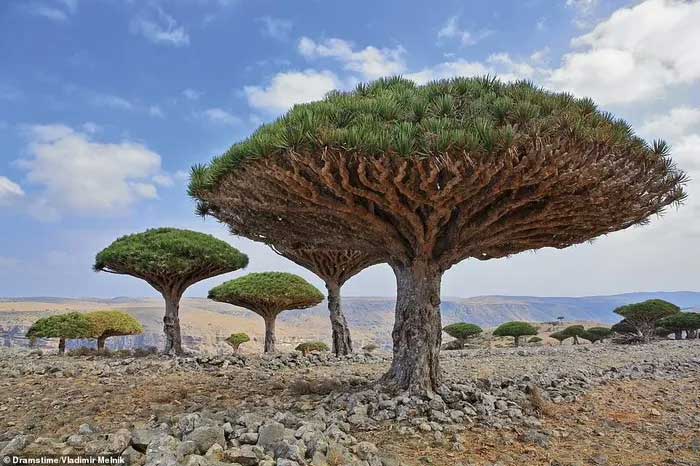 Dragon Blood Tree