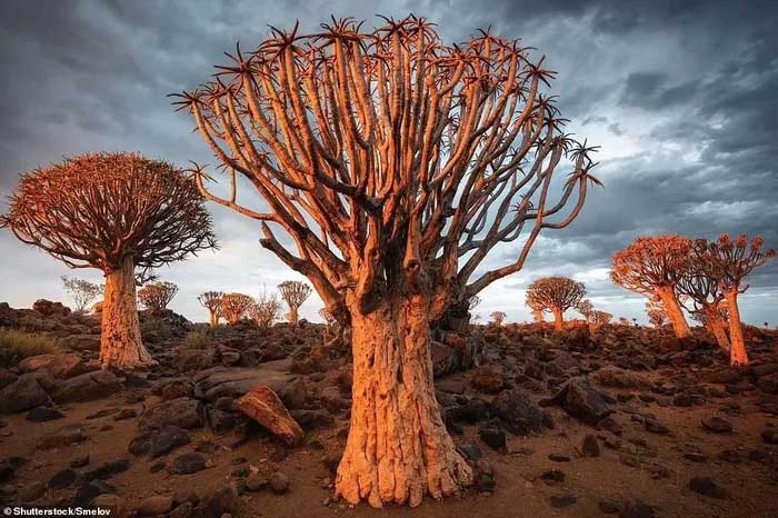 Quiver Tree Forest