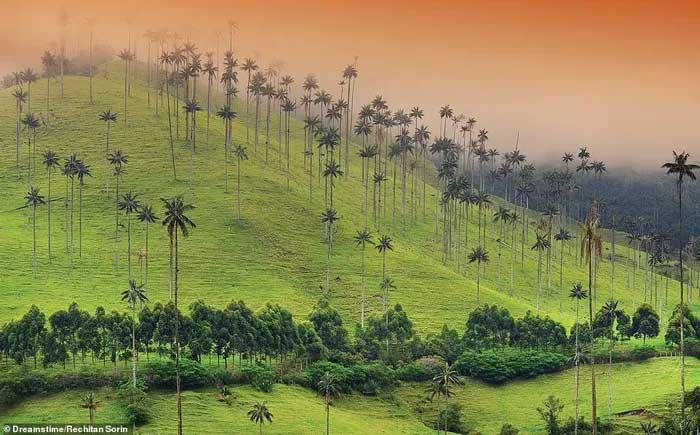 In this country, the Quindio wax palm is considered the "national tree."