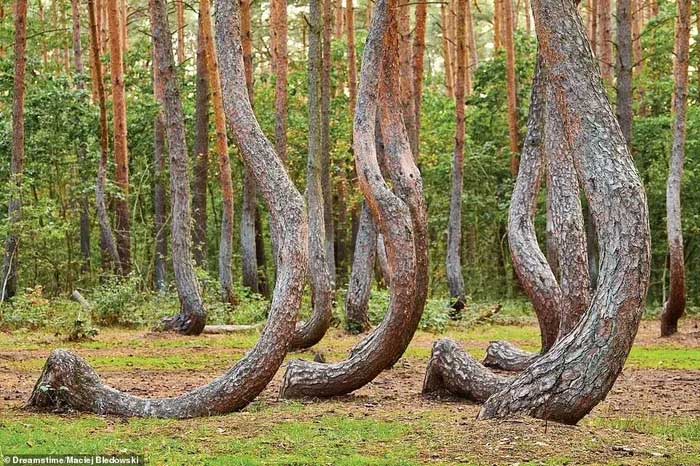 Crooked Forest