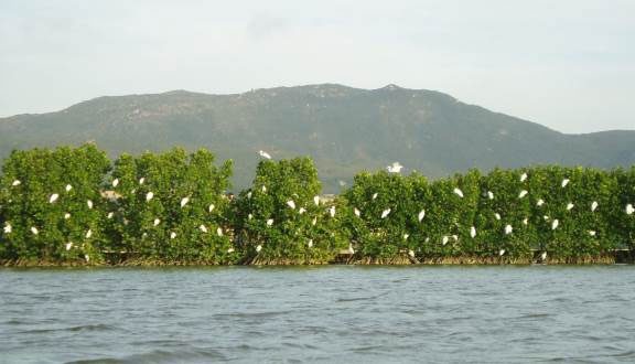 The ecosystem of plants and animals contributes to the richness of the mangrove ecosystem.