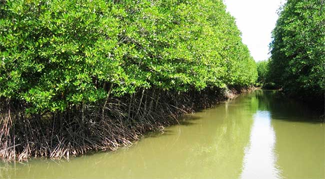 Climate, topography, hydrology, and salinity create conditions for the development of mangrove ecosystems.