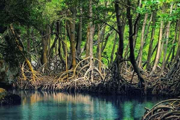 Not every type of tree can live and thrive in mangrove forests