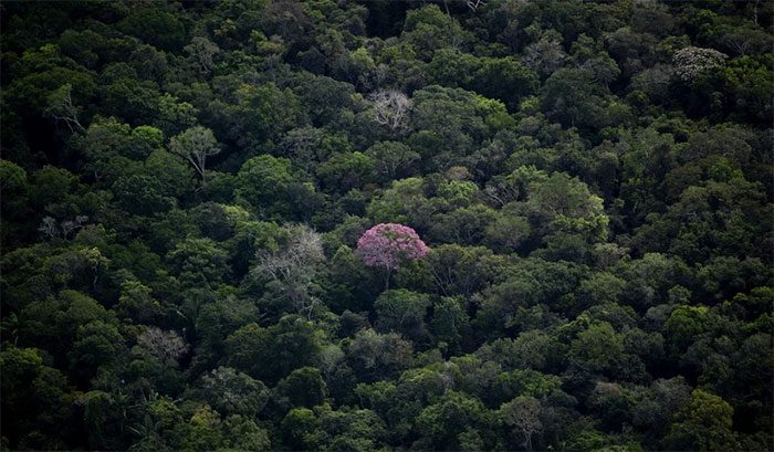 Amazon rainforest in Amazonas state, Brazil.