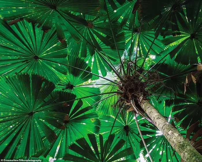 Daintree National Park (Queensland, Australia)